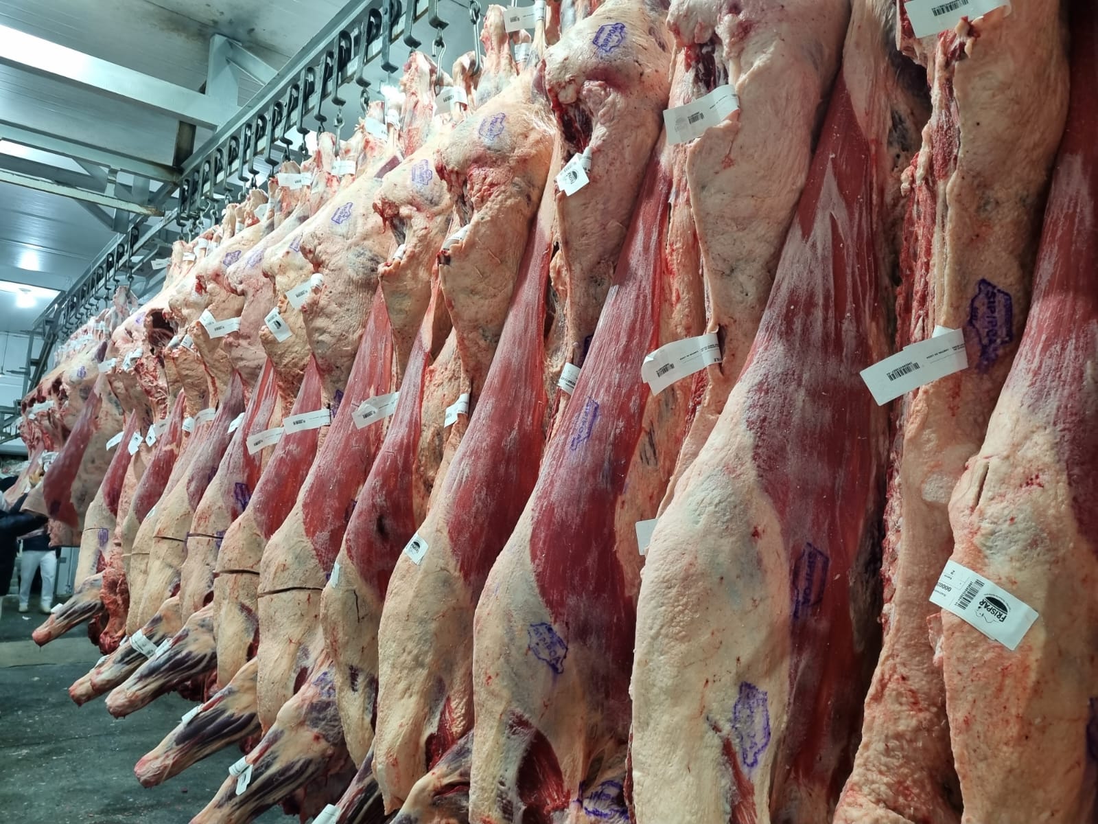 Carcaças penduradas na câmara fria