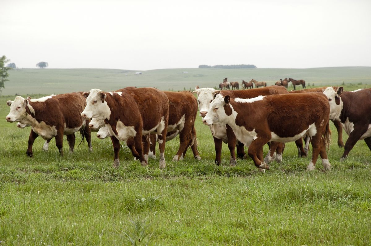 Rebanho Hereford em pasto no Sudoeste do Paraná