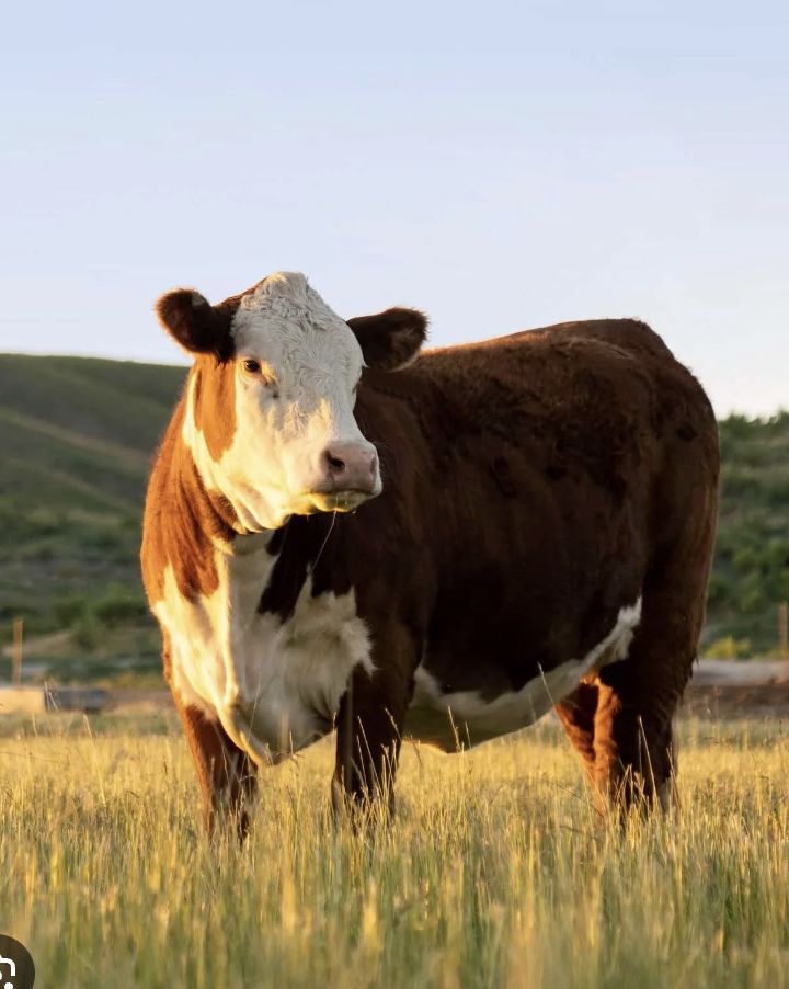 Boi Hereford em pasto no Sudoeste do Paraná
